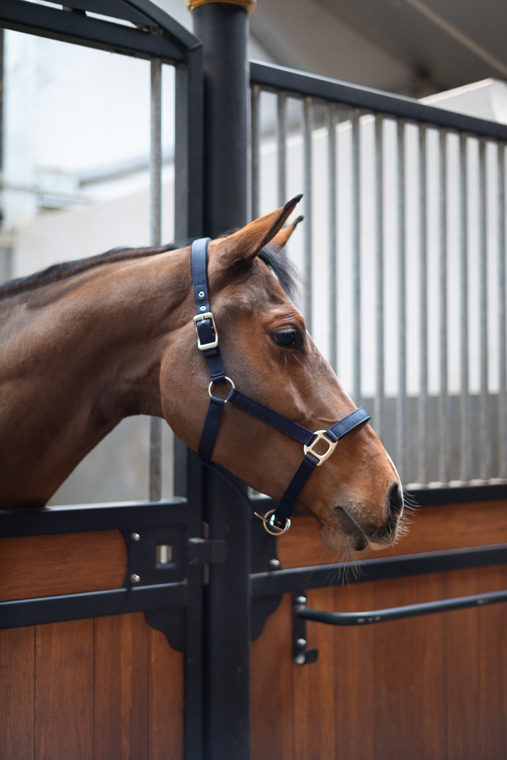 Puissance Halster neopreen