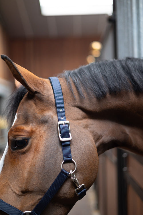 Puissance Halster neopreen